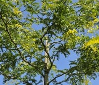 Gleditsia triacanthos 'Sunburst' - Valse christusdoorn - 1
