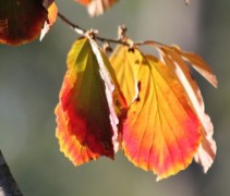 Hamamelis x intermedia Arnold's Promise