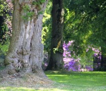Robinia pseudoacacia voetstam veterane acaciaboom