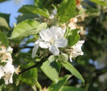 Malus domestica bloesem