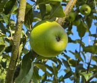 Malus dom. 'Bloemezoet' - Malus 'Bloemeezoet' - 2