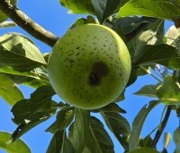 Malus dom. 'Bloemezoet' - Malus 'Bloemeezoet' - 1