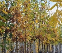 Quercus robur - Zomereik - 1