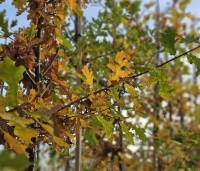 Quercus robur - Zomereik - 2
