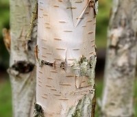 Betula utilis 'Doorenbos' - Himalayaberk - 1