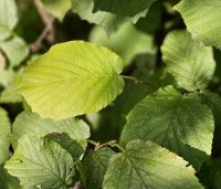 Corylus avellana - Gewone hazelaar - blad in oktober