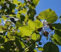Catalpa erubescens 'Purpurea' - Purperkleurige trompetboom - 6