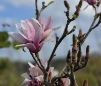 Magnolia 'Starburst' - Magnolia 'Starburst' - 1