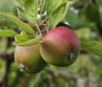 Malus dom. 'Gloster' - Malus dom. 'Gloster' - eind juni
