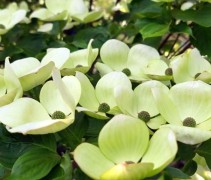 Bloemen