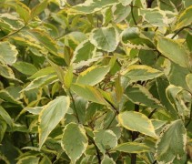 Cornus alba Gouchaultii