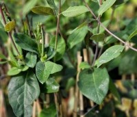 Lonicera henryi - Groenblijvende kamperfoelie - 1
