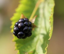 Doornloze braam 'Triple Crown', te koop als struik