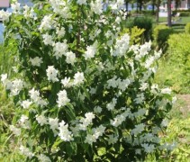 Philadelphus