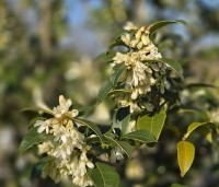 Osmanthus x burkwoodii - Schijnhulst - 1