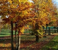 Fagus sylvatica - Groene beuk - 1