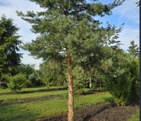 Pinus sylvestris 'Glauca' - Grove den 'Glauca' - 5
