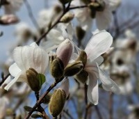 Magnolia loebneri 'Merrill' - Beverboom - 3