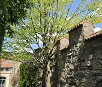 Cercidiphyllum japonicum  - Katsuraboom -  brede meerstammige kroon bij deze veterane koekjesboom
