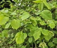 Corylus avellana - Gewone hazelaar - 2