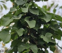 Tilia tomentosa 'Brabant' - Zilverlinde 'Brabant' - 2