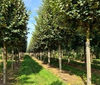 Tilia tomentosa 'Brabant' - Zilverlinde 'Brabant' - 3