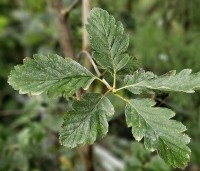 Sorbus intermedia 'Brouwers' - Zweedse Lijsterbes - 1