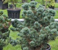 Pinus parviflora 'Negishi' - Japanse witte den 'Negishi' - 5