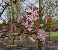 Prunus padus 'Colorata' - Vogelkers - 3