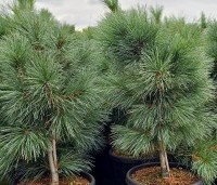 Pinus monticola 'Ammerland' - Westerse witte den - 2