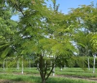 Albizia julibrissin 'Rosea' - Perzische slaapboom - 1