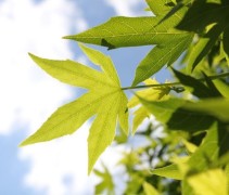 Amberboom 'Worplesdon' met vers groen blad