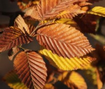 Haagbeuk in herfst kleuren