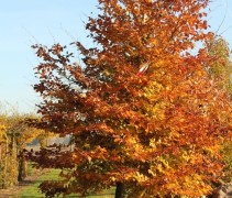 herfstverkleuring beuk