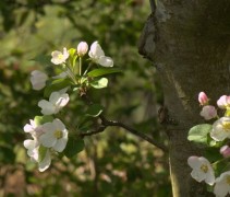 Malus domestica 