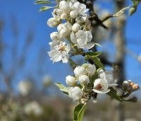 Pyrus com. 'Gieser Wildeman"  - Pyrus com. 'Gieser Wildeman"  - 4