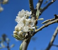 Pyrus com. 'Gieser Wildeman"  - Pyrus com. 'Gieser Wildeman"  - 3