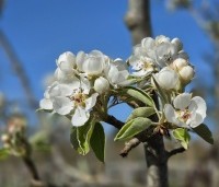 Pyrus com. 'Gieser Wildeman"  - Pyrus com. 'Gieser Wildeman"  - 5