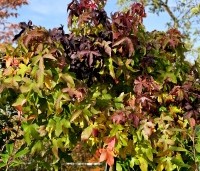 Liquidambar styraciflua 'Gum Ball' - Amberboom 'Gum Ball' - 2
