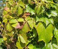 Parthenocissus tricuspidata 'Veitchii' - Wilde Wingerd Quickhedge - 1