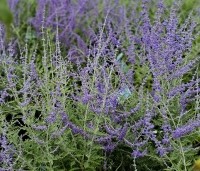 Perovskia atriplicifolia 'Blue Spire'  - Reuzenlavendel - 4