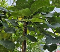 Ulmus 'Camperdownii' - Prieel-iep - nazomer