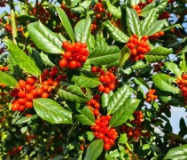 Ilex 'Nellie Stevens'