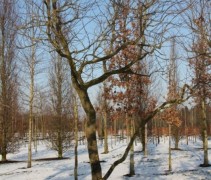 Liriodendron tulipifera