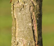 Malus 'Mokum' stam