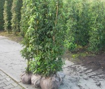 Prunus lusitanica 'Angustifolia'