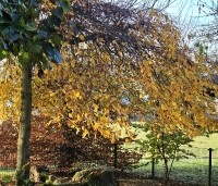 Carpinus betulus 'Pendula' - Treur haagbeuk - 1