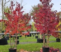 Liquidambar styraciflua - Amberboom - meerstammen in oktober 2024 vak E