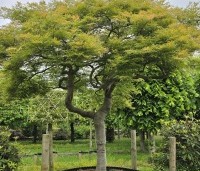 Acer palmatum 'Dissectum' - Japanse esdoorn 'Dissectum' - 1