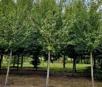 Prunus dom. 'Opal' - Prunus dom. 'Opal' - 3